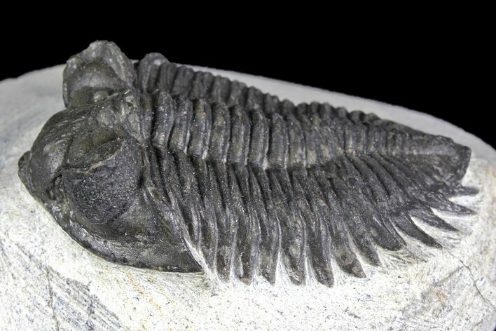 Coltraneia Trilobite Fossil - Huge Faceted Eyes #137325